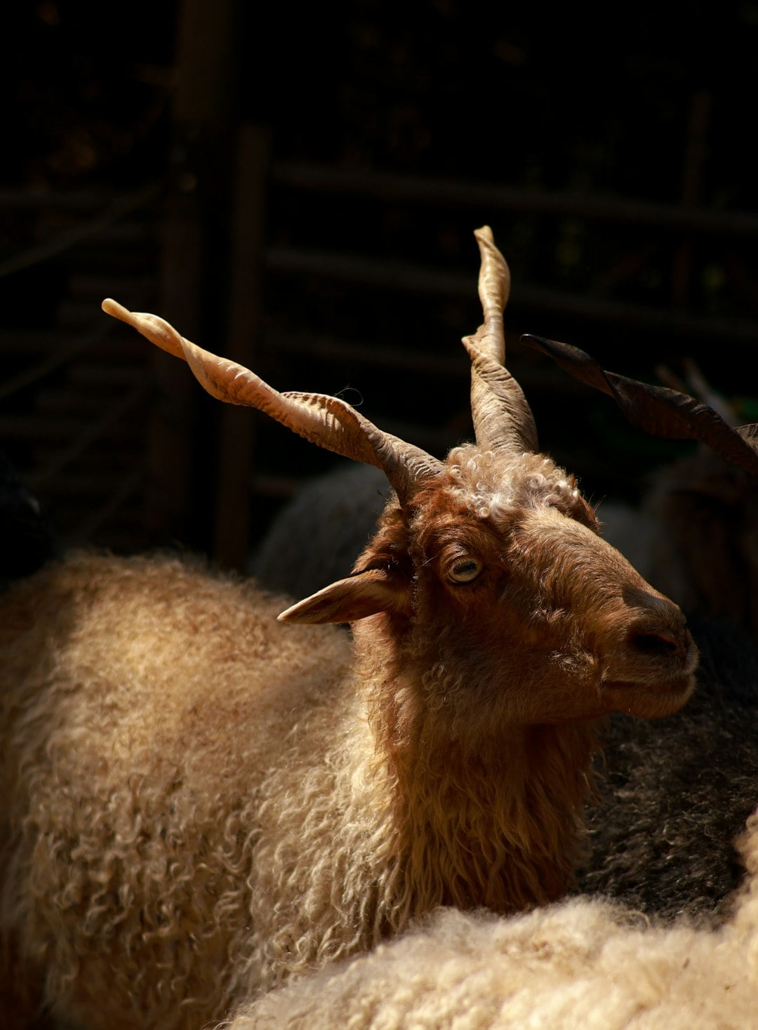 The Wild Mountain Goat That Rules an Irish Town for Three Days Every August