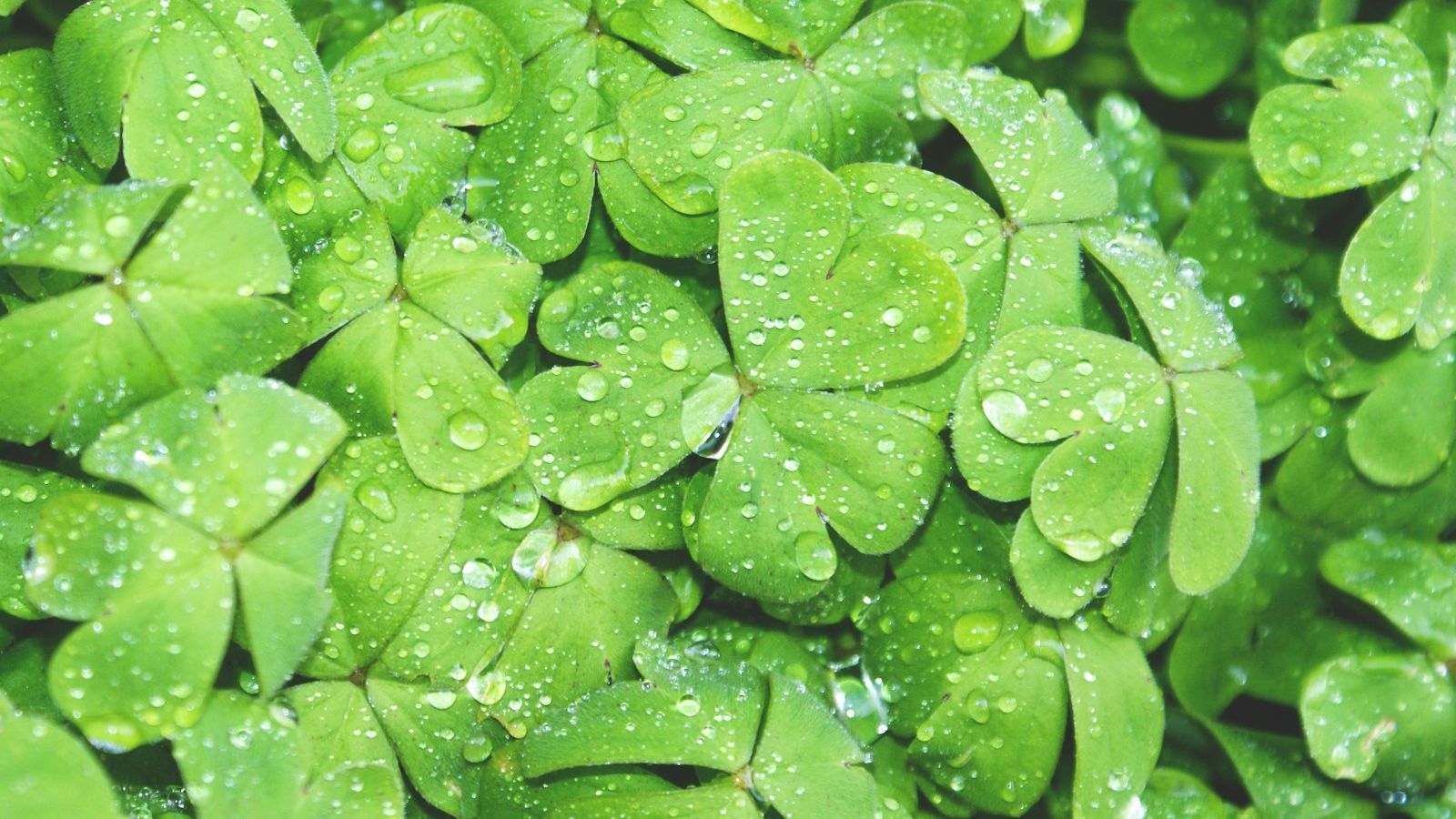 Why Irish Farmers Left Part of Every Harvest for a Shapeshifting Spirit