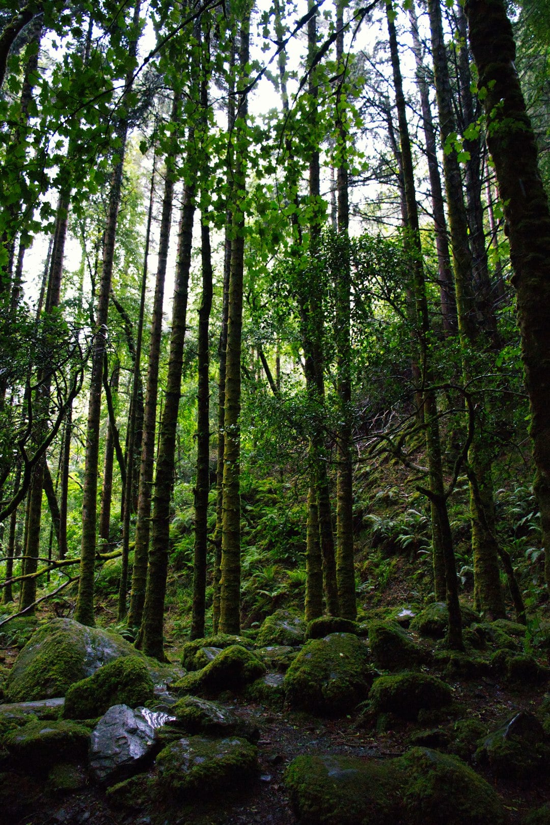 Visit Killarney, Ireland: The Complete Guide to Kerry&rsquo;s Most Beautiful Town