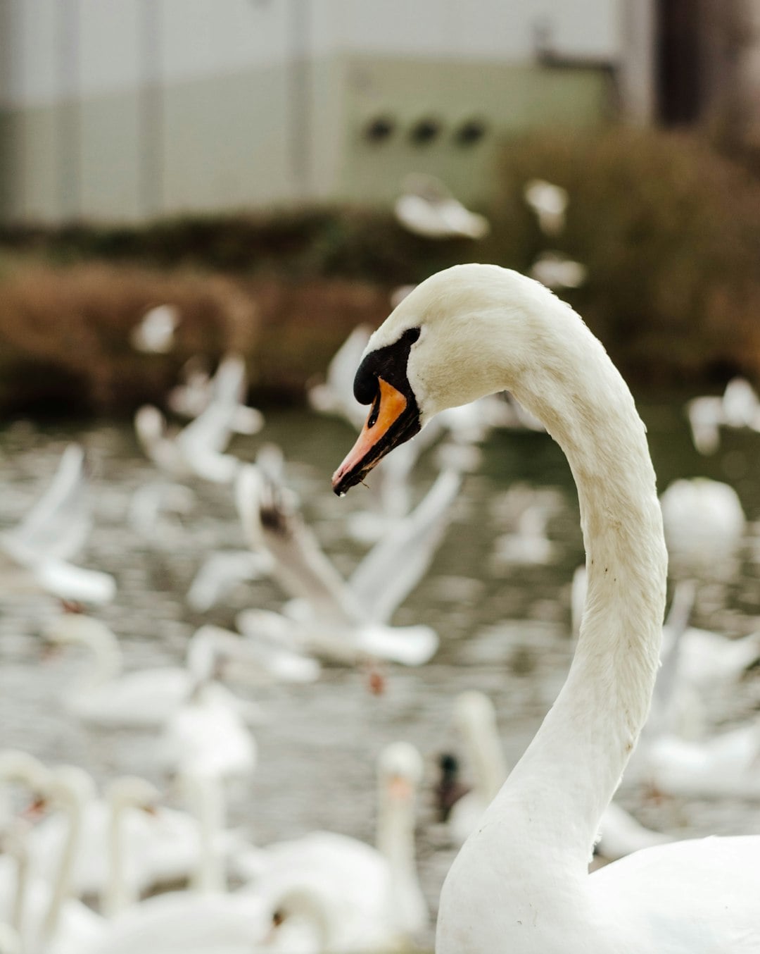 Why Every Swan on an Irish Lake Carries One of Ireland&rsquo;s Most Heartbreaking Legends