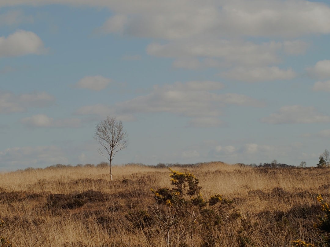 Why Irish Farmers Were Burying Butter in Bogs for Thousands of Years
