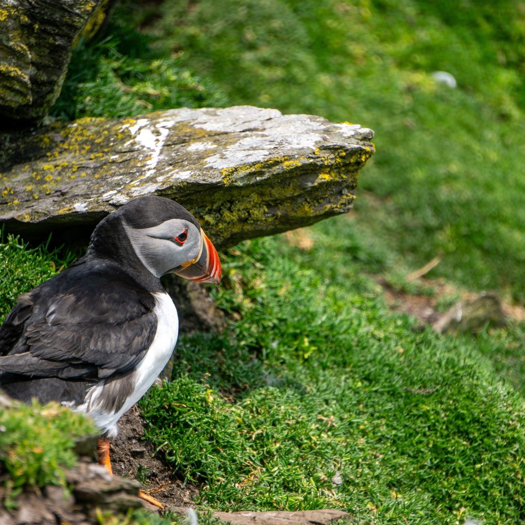 Atlantic puffin perched on green grass near a rocky ledge on Skellig Michael, Ireland