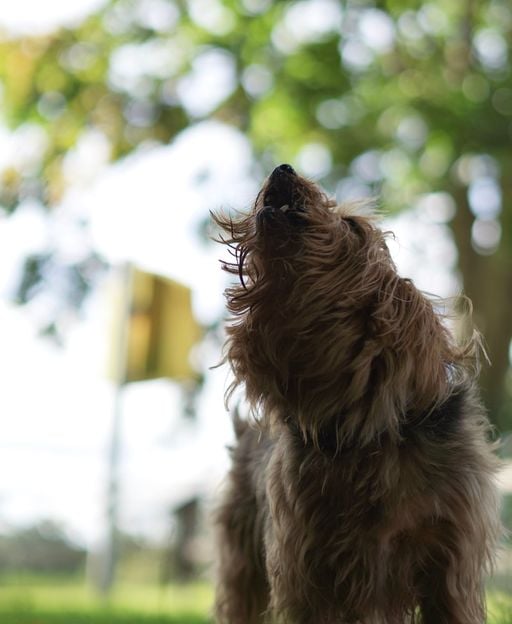Dog outdoors in green Irish countryside setting