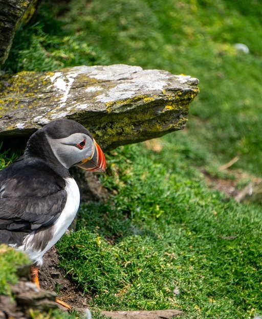 An Atlantic puffin standing on a grassy clifftop burrow entrance at Skellig Michael, County Kerry