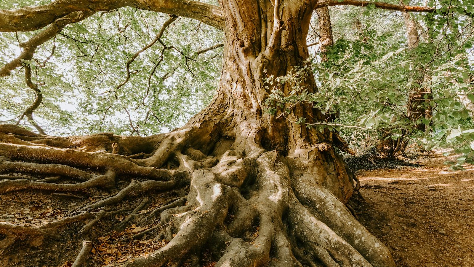 Roots and Connection: The Celtic Tree of Life Symbol Explained