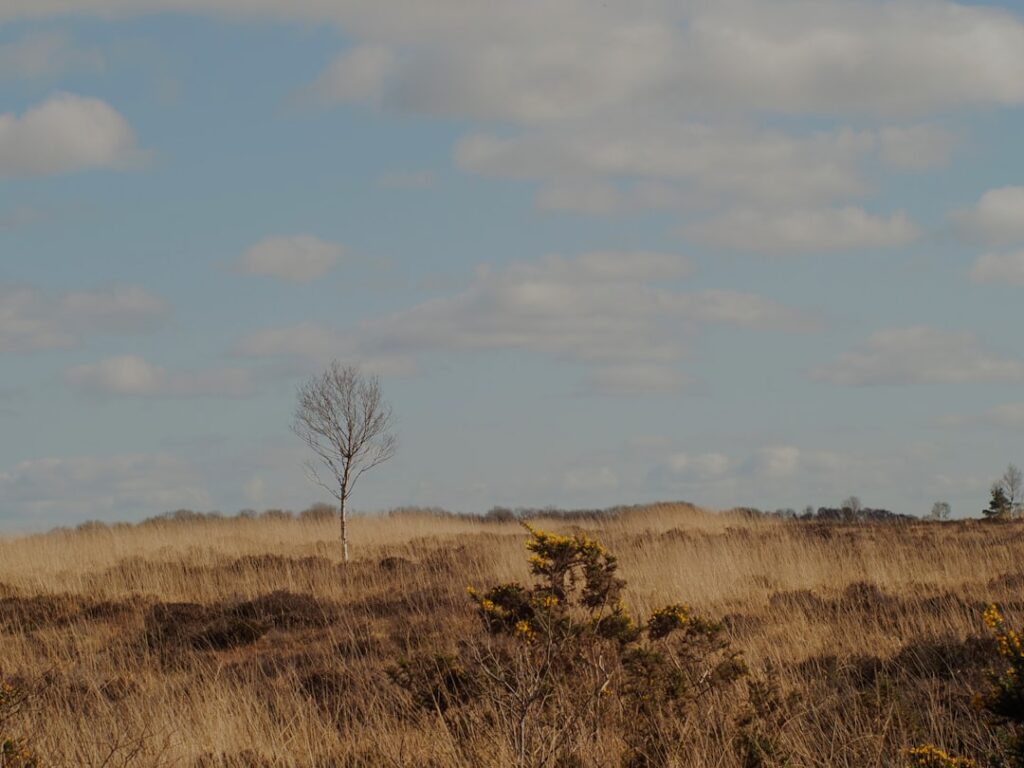 Why Irish Farmers Were Burying Butter in Bogs for Thousands of Years