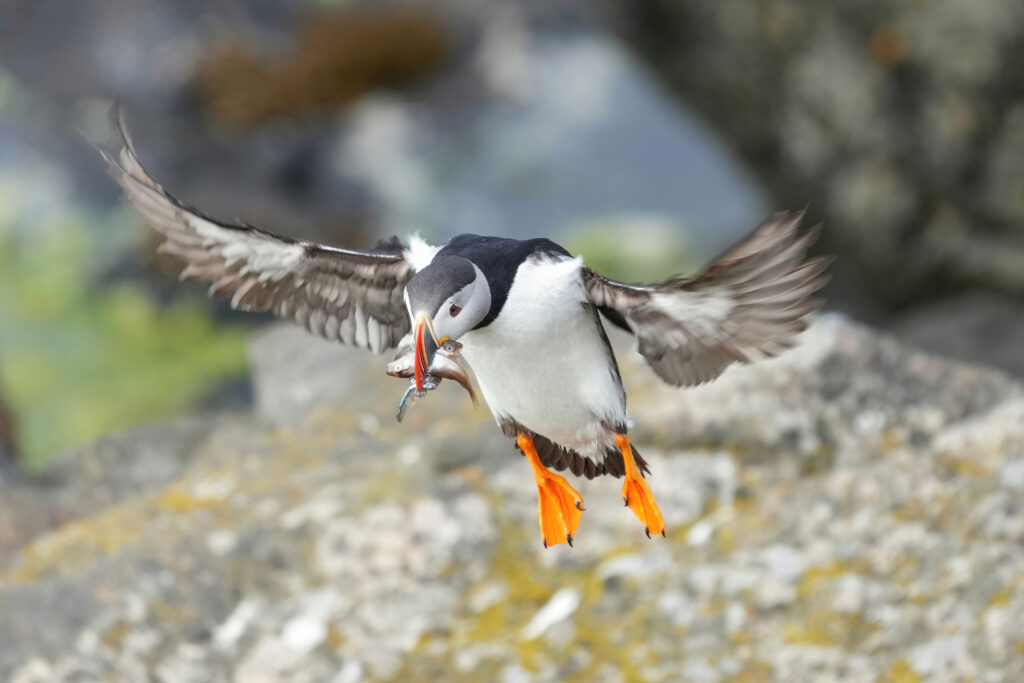 Atlantic puffin in flight carrying several small fish in its bill