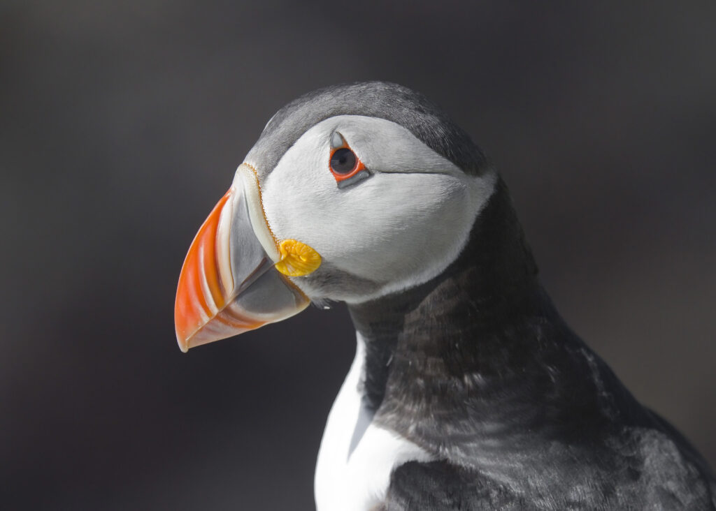 Close-up portrait of an Atlantic puffin's head and colourful orange-and-black bill
