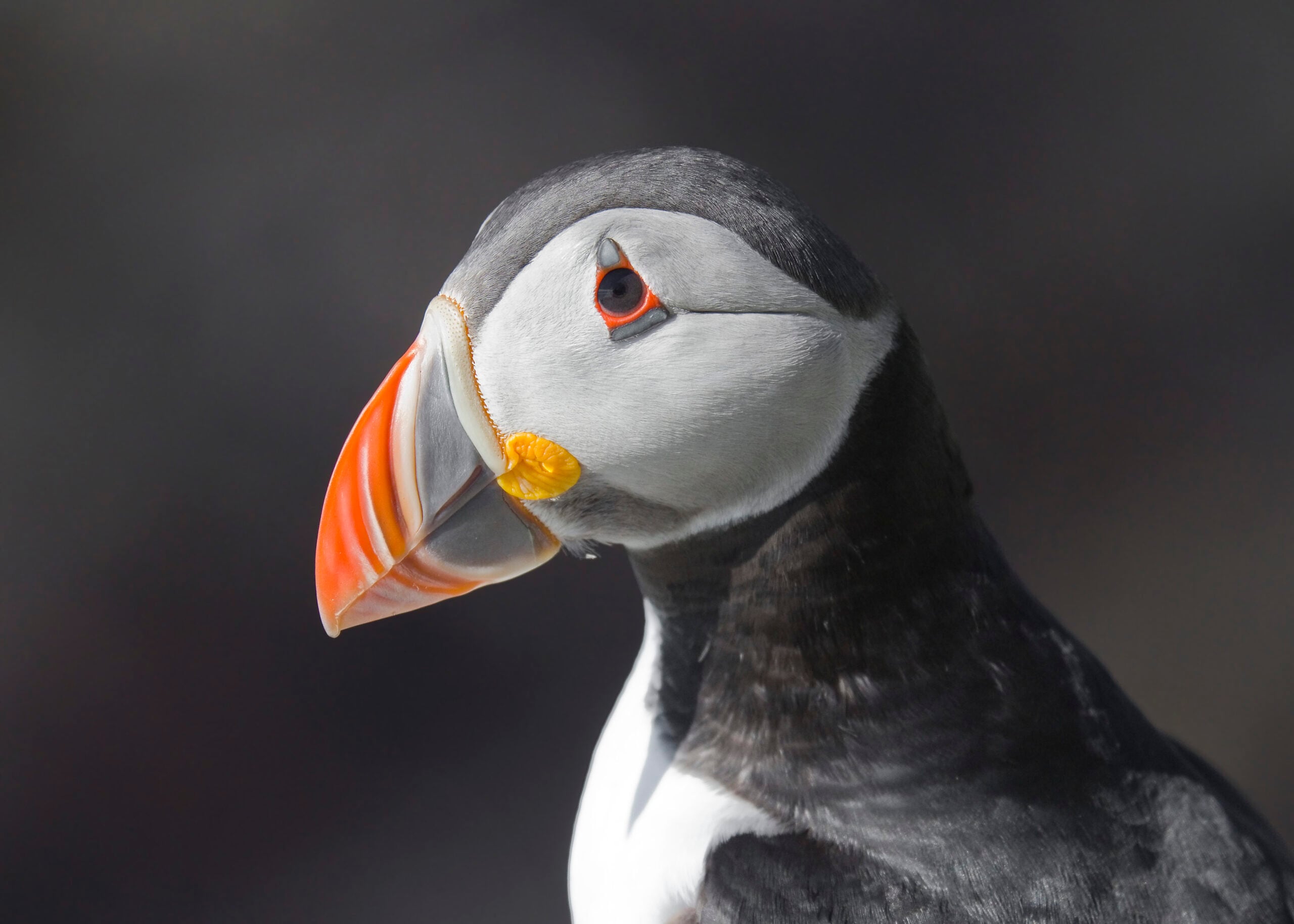 Close-up portrait of an Atlantic puffin's head and colourful orange-and-black bill
