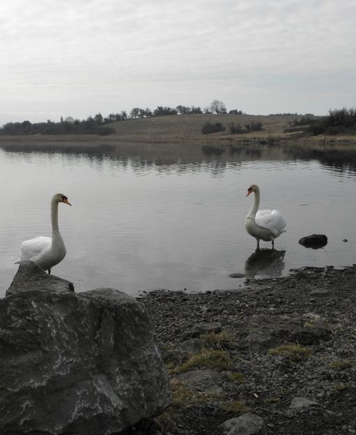 Two swans on Lough Erne, County Fermanagh, with a medieval round tower in the background