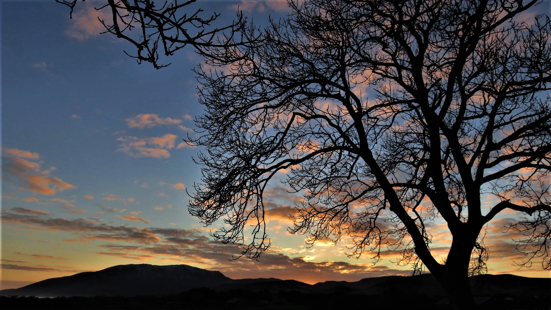 Dawn light breaking through a silhouetted tree over the hills of the Dingle Peninsula, County Kerry, Ireland