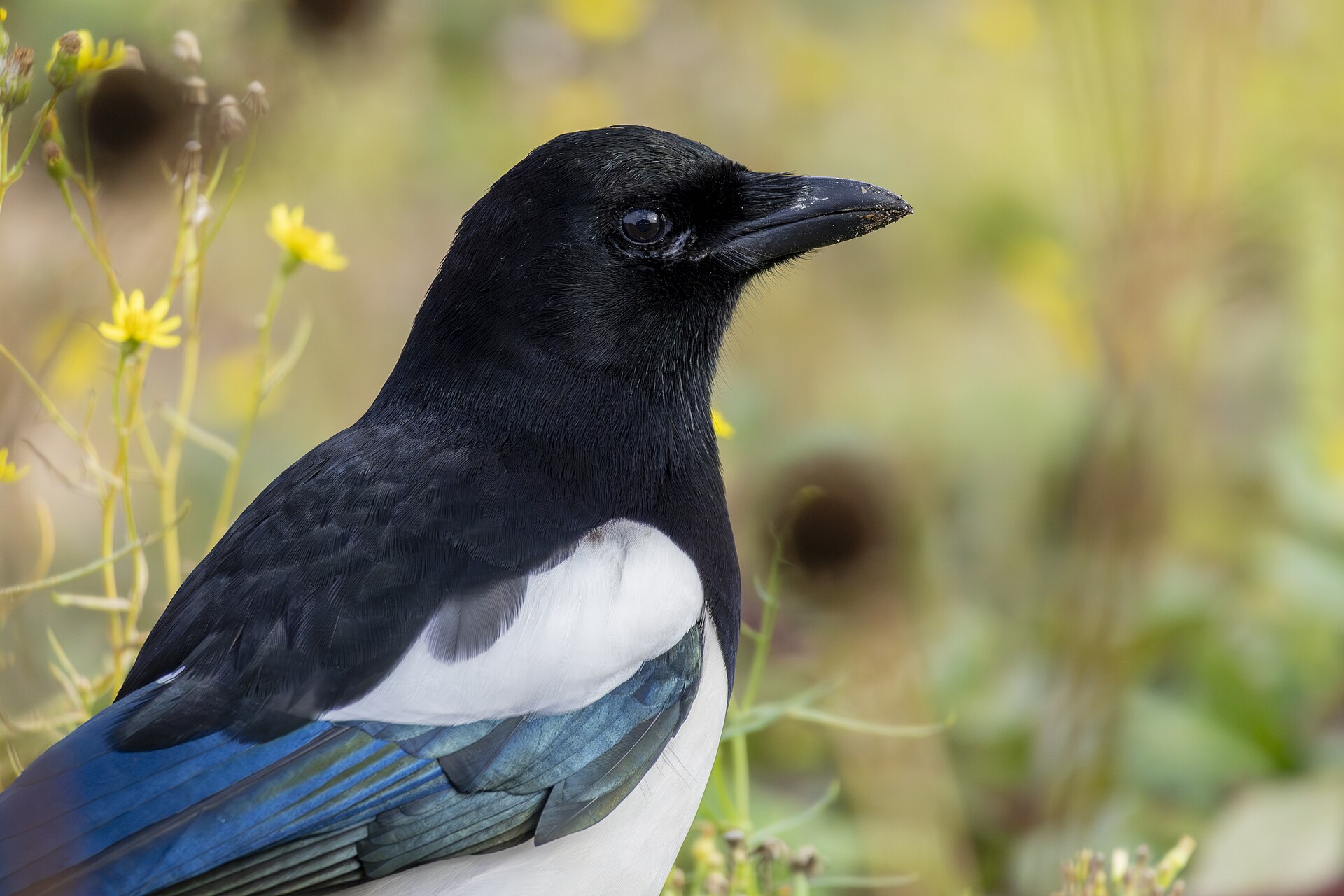 Close-up of a Eurasian magpie, the black-and-white bird at the centre of Ireland&rsquo;s magpie-salute superstition