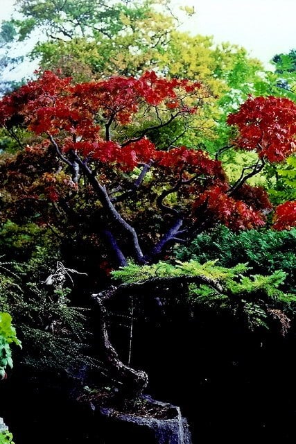Japanese Gardens, Irish National Stud, Co. Kildare