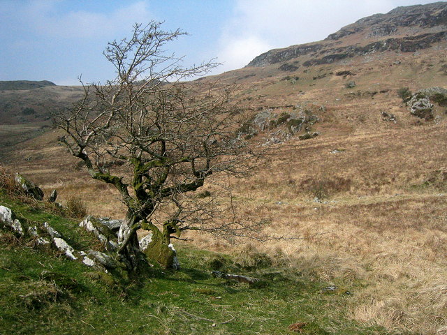 A solitary hawthorn tree growing beside a stone wall on a hillside &mdash; the kind of untouched fairy thorn left standing in fields across Ireland