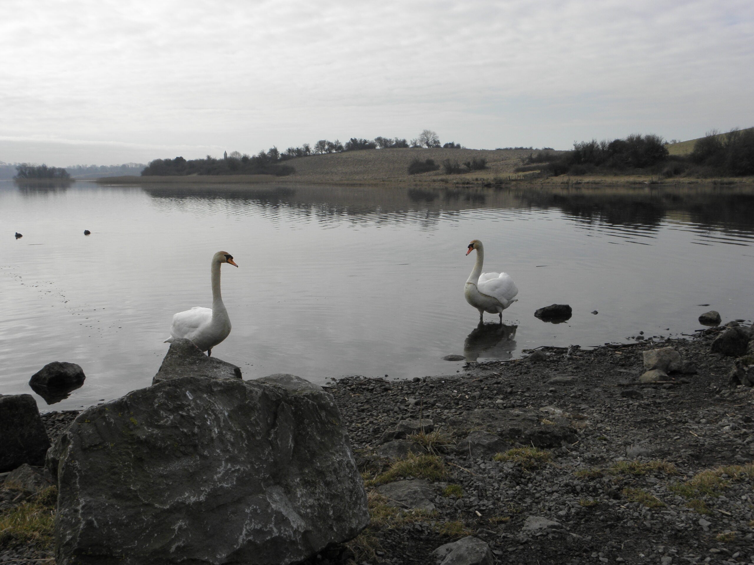 Two mute swans wading at the shore of Lough Erne in County Fermanagh, with a round tower visible across the water