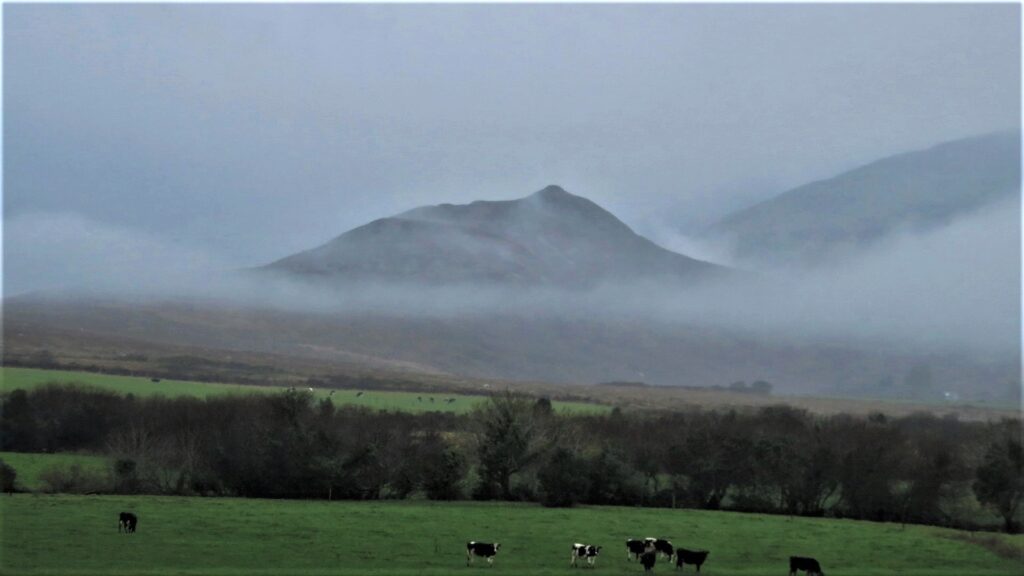 Misty mountain and green pastures with grazing cattle on the Dingle Peninsula, Co. Kerry, Ireland