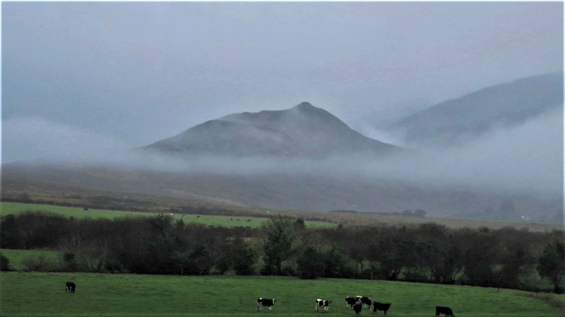 Misty mountain and green pastures with grazing cattle on the Dingle Peninsula, Co. Kerry, Ireland