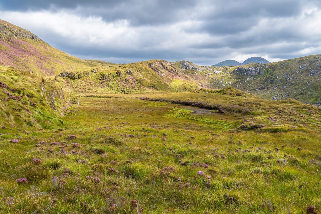 Purple heather and green moorland in an Irish bog valley, with hills and mountains under a cloudy sky