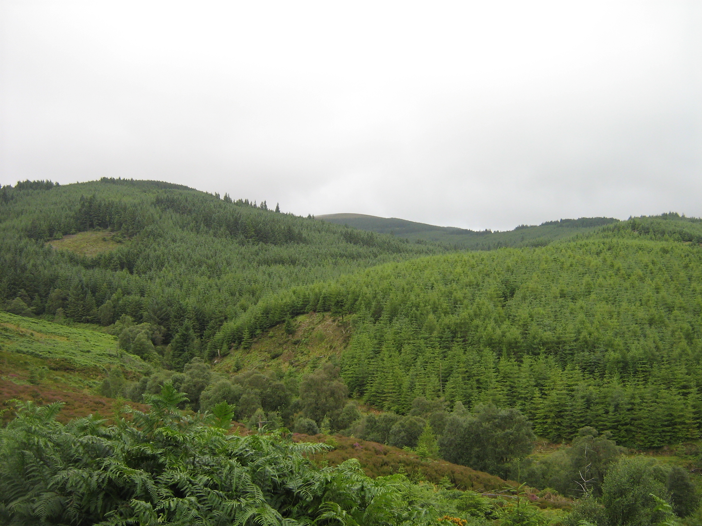 Green fern-covered hillsides and conifer plantation forest rolling through the Wicklow Mountains, County Wicklow, Ireland