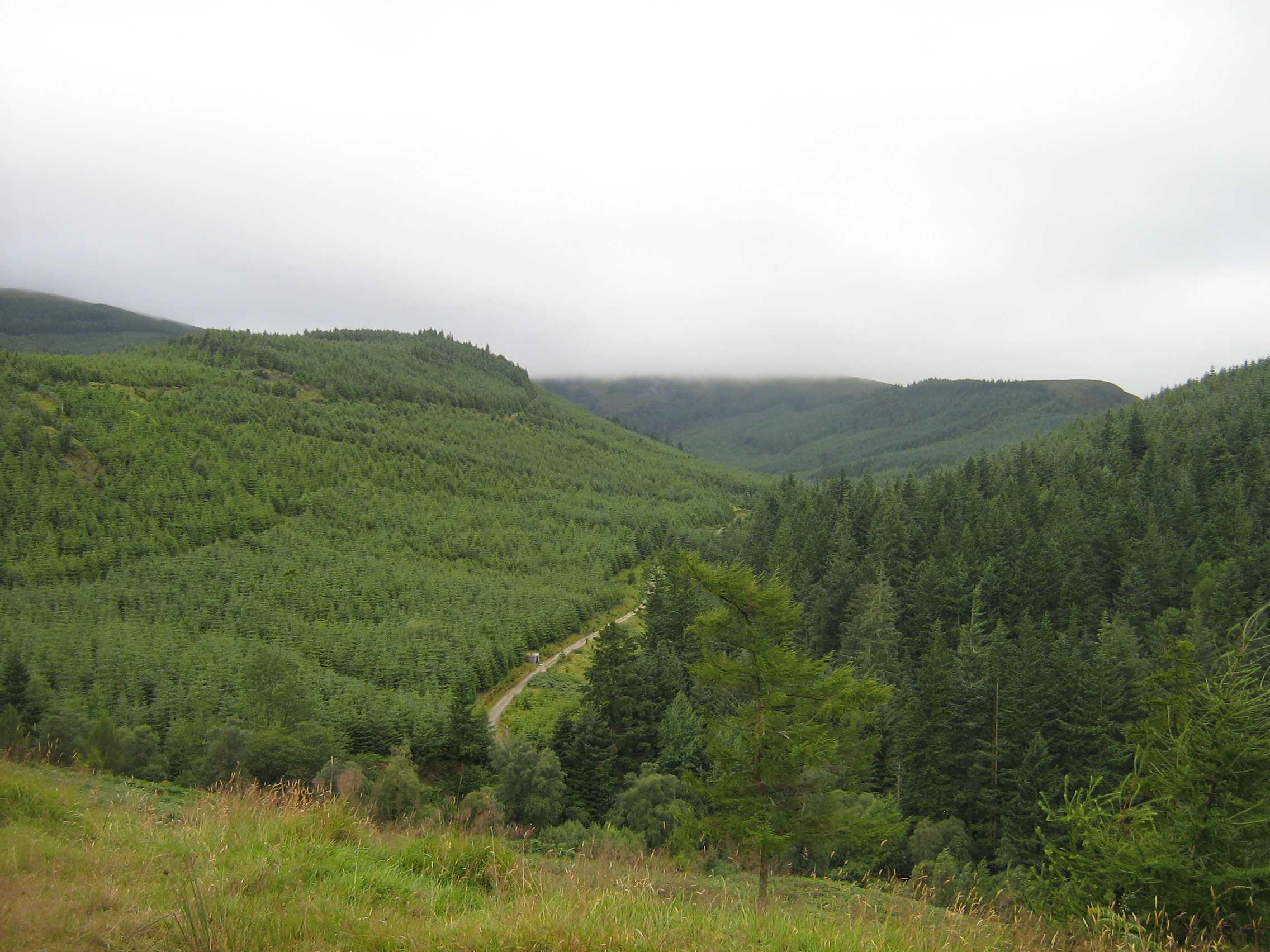 Misty forested hillsides and a gravel forest road through the Wicklow Mountains National Park, County Wicklow, Ireland