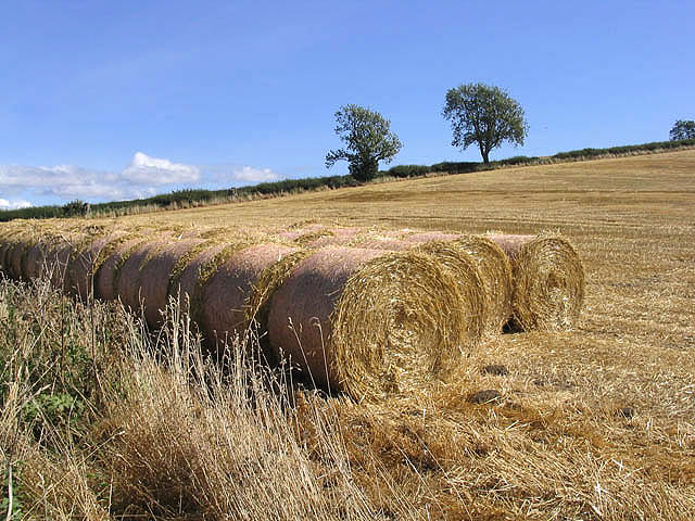 A stubble field after the autumn harvest, with round hay bales left in rows and trees on the horizon