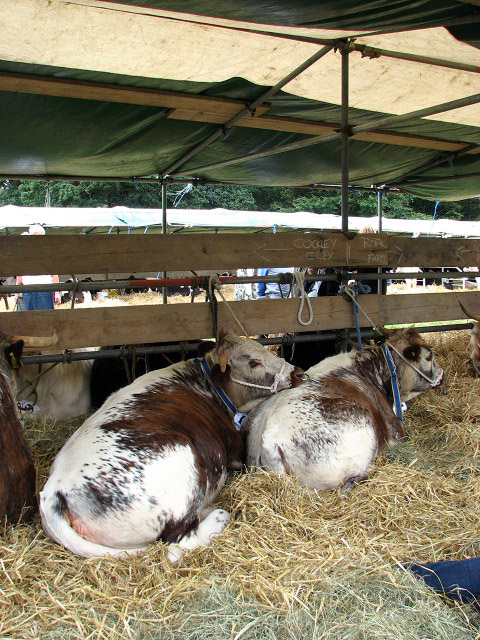 Fair Days in Ireland: The History of Rural Market Days