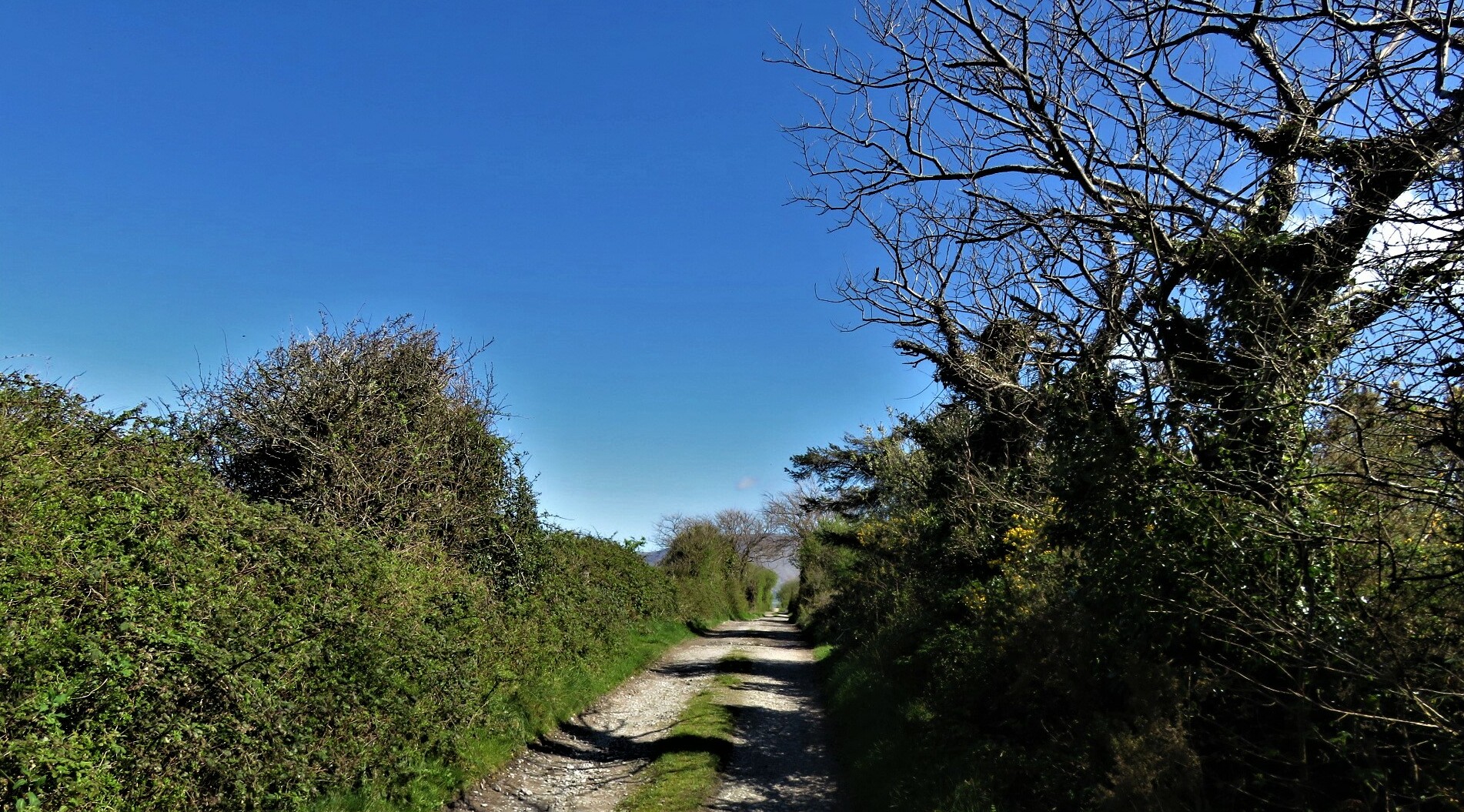 A quiet gravel country lane between green hedges and trees under a clear blue sky in County Kerry