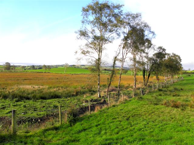 Irish Surnames from County Tyrone: Origins and Heritage