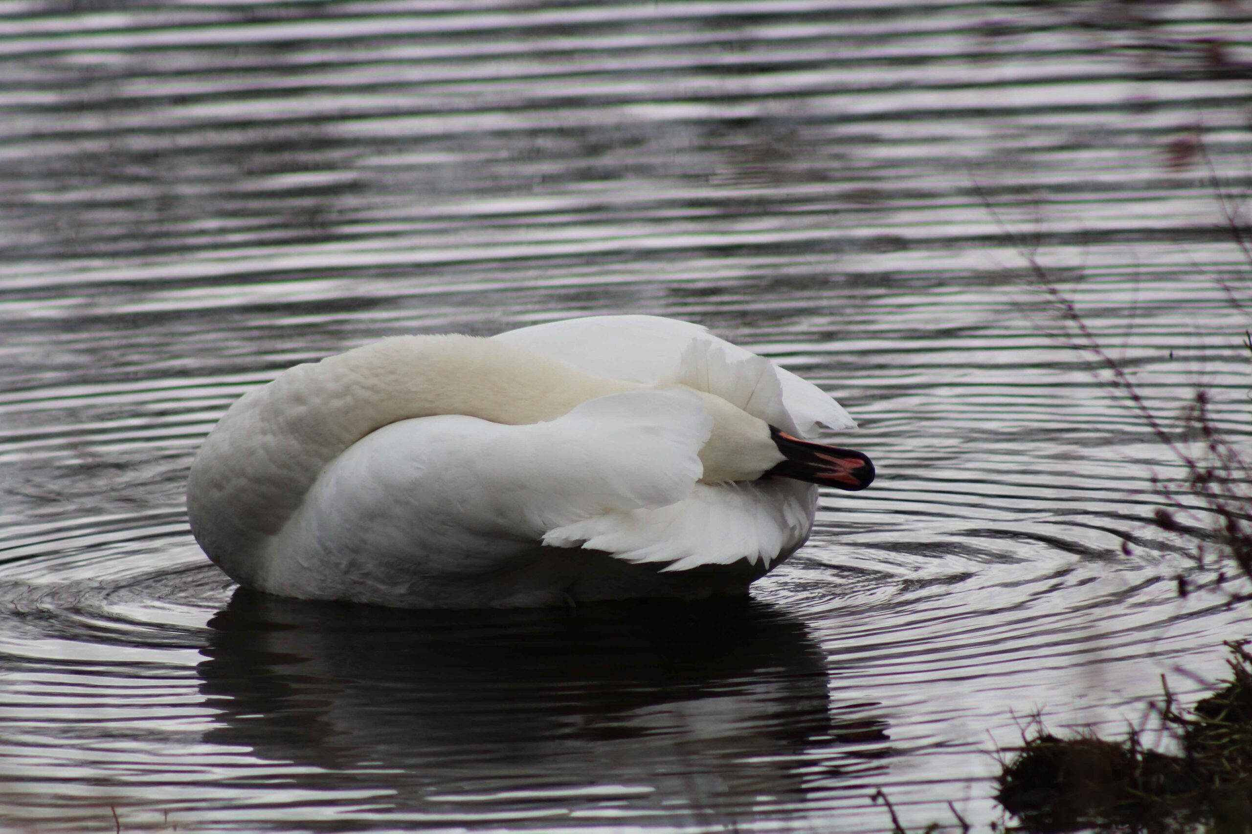 A mute swan on a lake