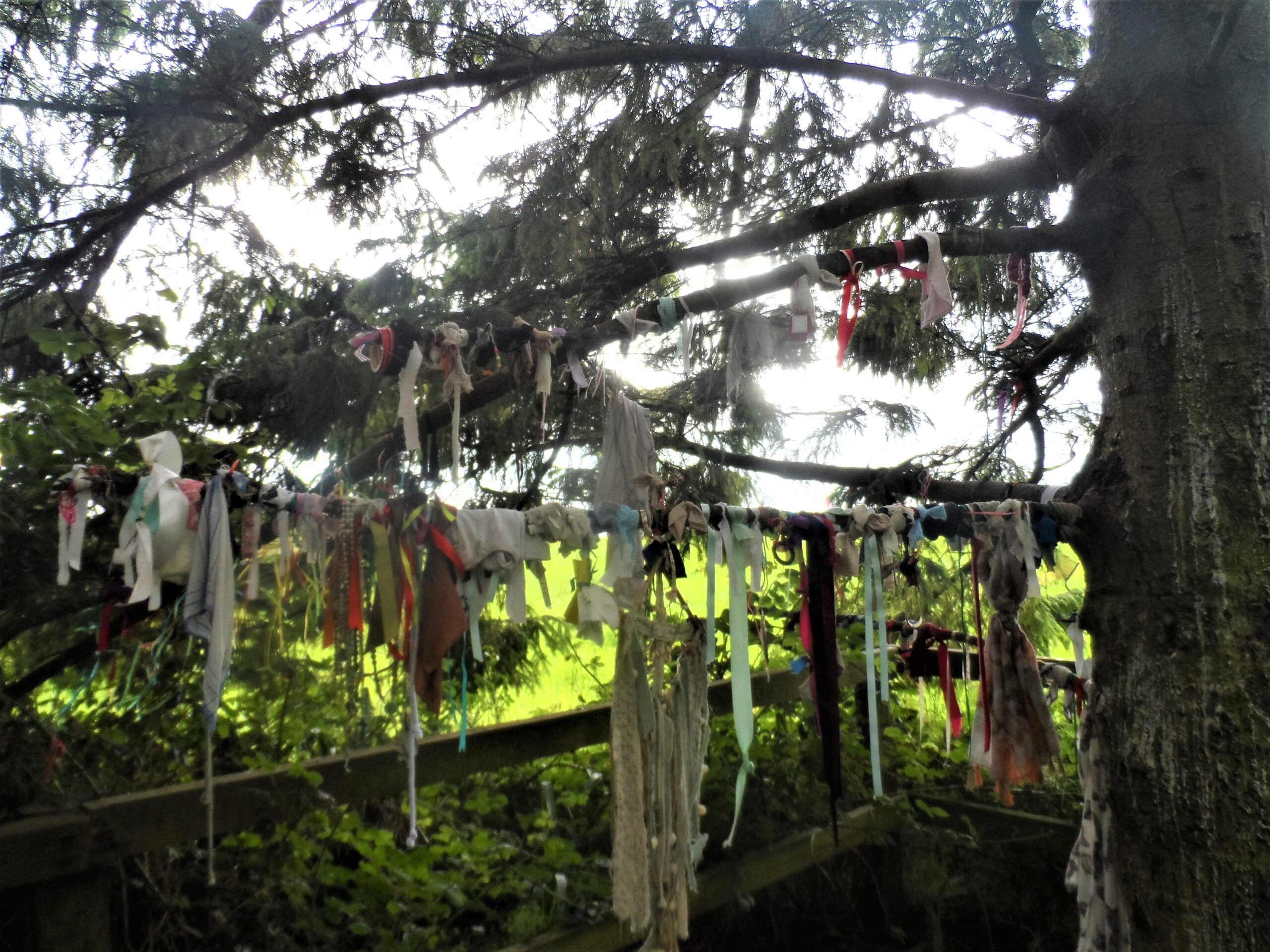 A rag tree (clootie tree) near a holy well in County Kildare, Ireland, with strips of cloth tied to its branches by visitors