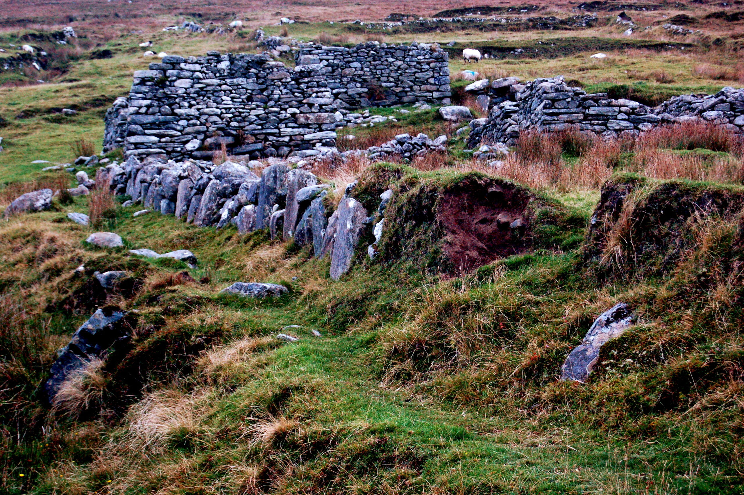 Roofless dry-stone cottage ruins at Slievemore Deserted Village, Achill Island, with sheep grazing on the hillside