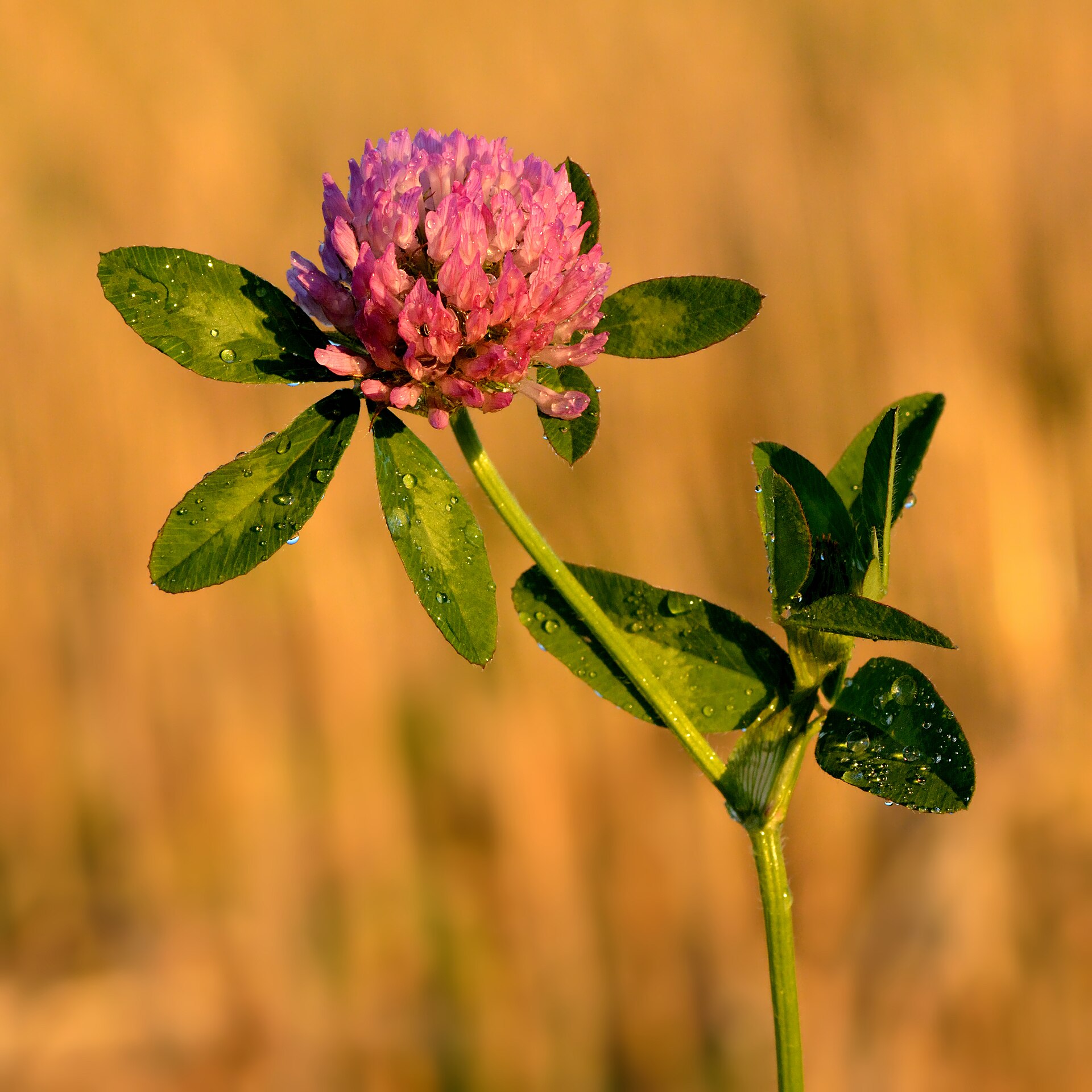 The Shamrock Plant Identified: Which Plant Really Represents Ireland