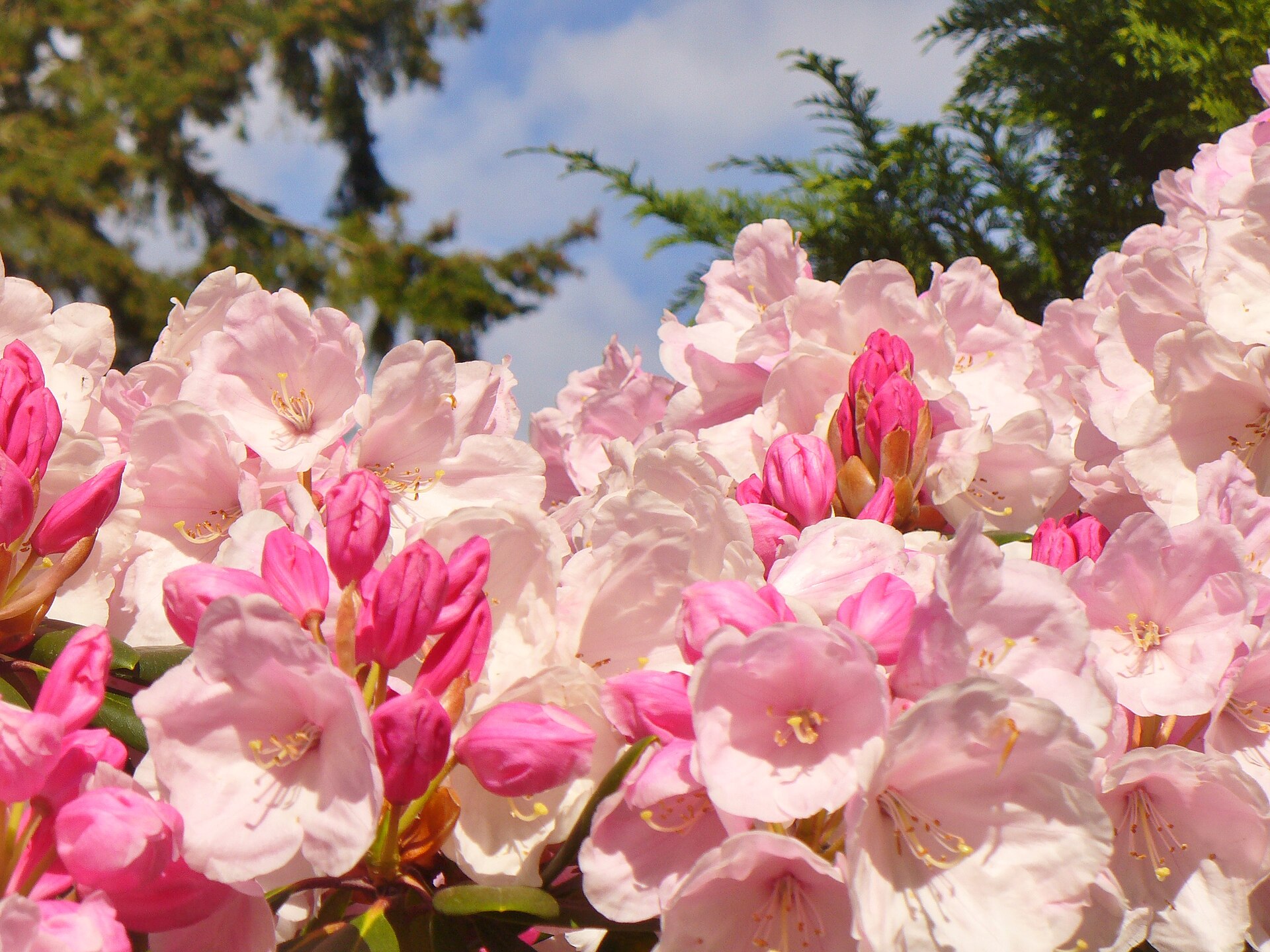 Top 10 Gardens to Visit in Ireland