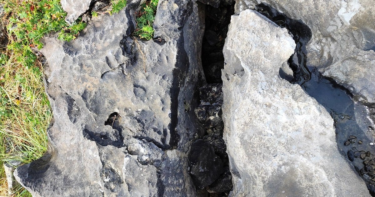 A limestone gryke (fissure) in the Burren's karst pavement, County Clare, sheltering Arctic and Mediterranean plants