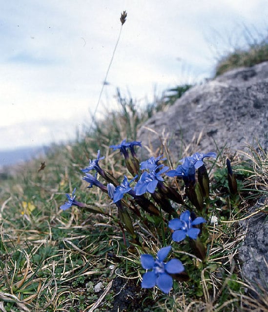 Blue Burren gentian wildflowers growing between limestone rocks