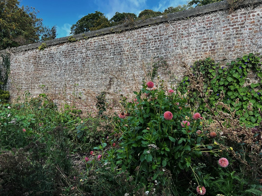A walled garden with brick walls and autumn dahlias in bloom