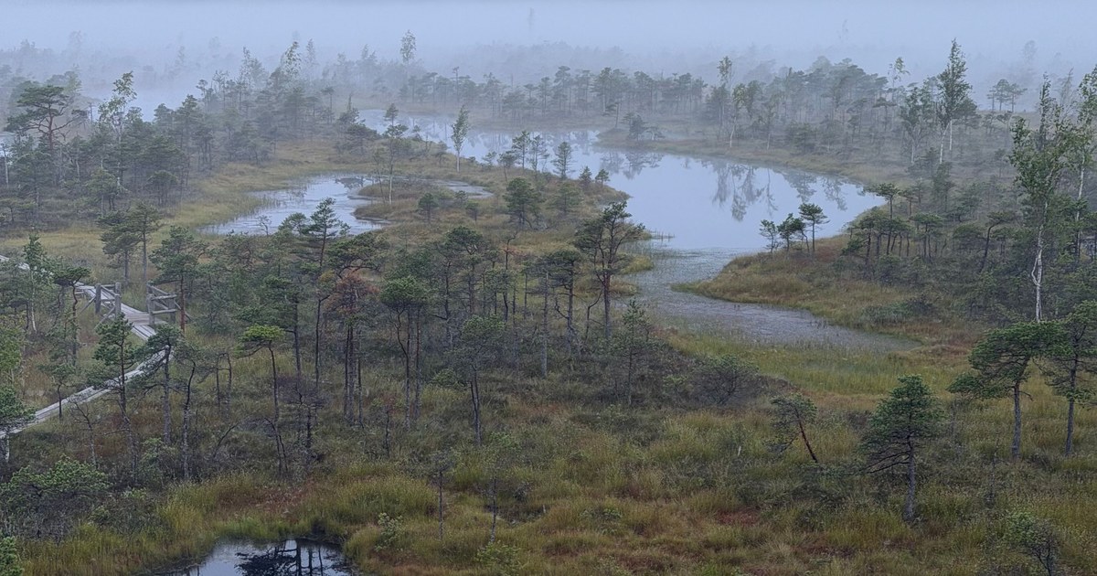 Clara Bog National Nature Reserve