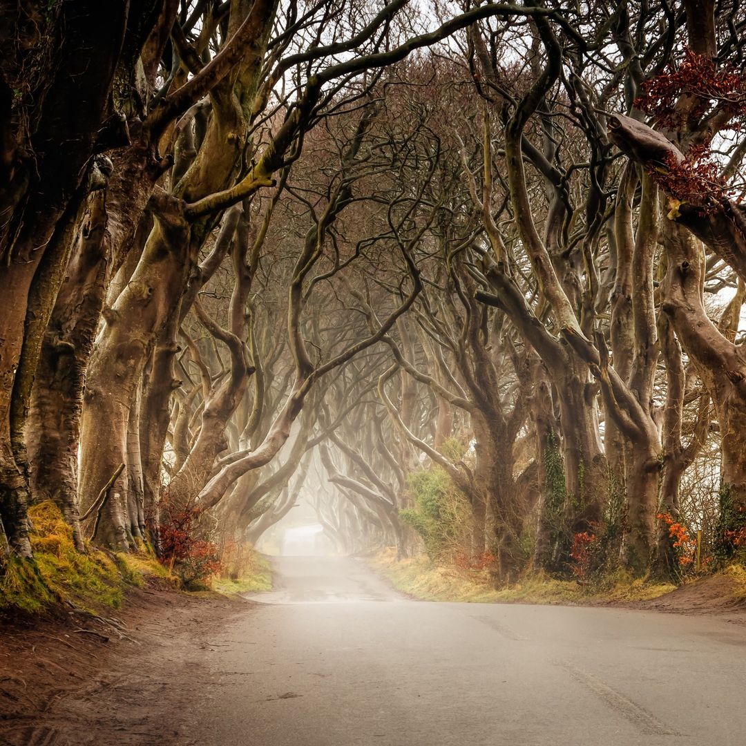 The Dark Hedges at early morning, County Antrim, Northern Ireland — the beech tree tunnel made famous by Game of Thrones and Ireland's most photographed road