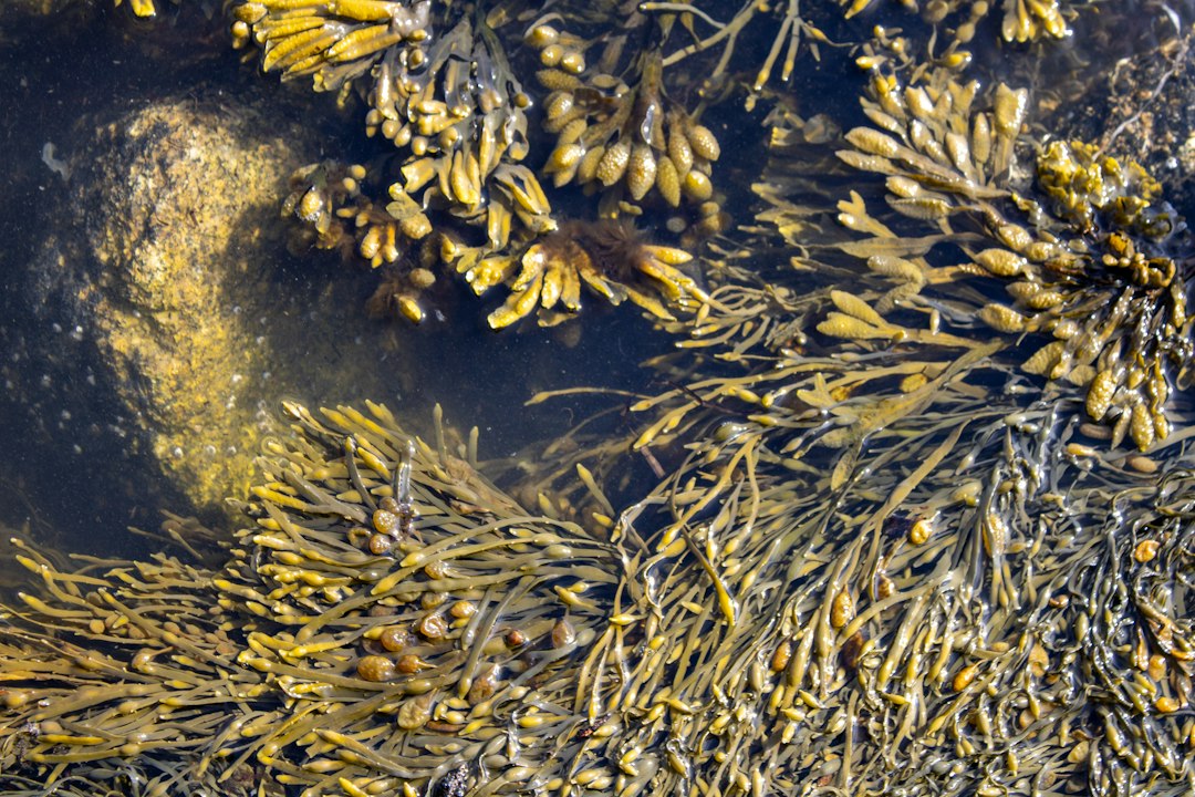 Dulse Champ Recipe: The Ancient Seaweed Comfort Food of the Irish Coast