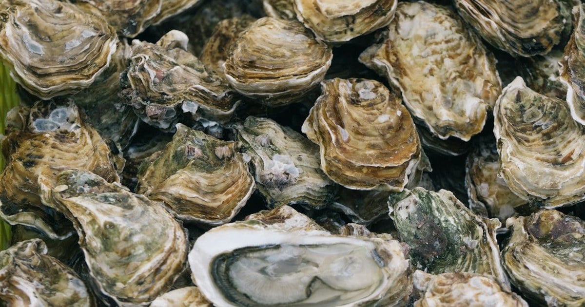 Fresh Galway Bay oysters piled on ice, harvested along Ireland's Wild Atlantic Way