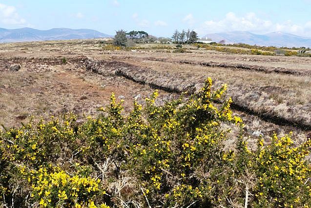 Cut turf trenches across a Kerry blanket bog, the same type of deep peat that gave way at Knocknageeha in 1896