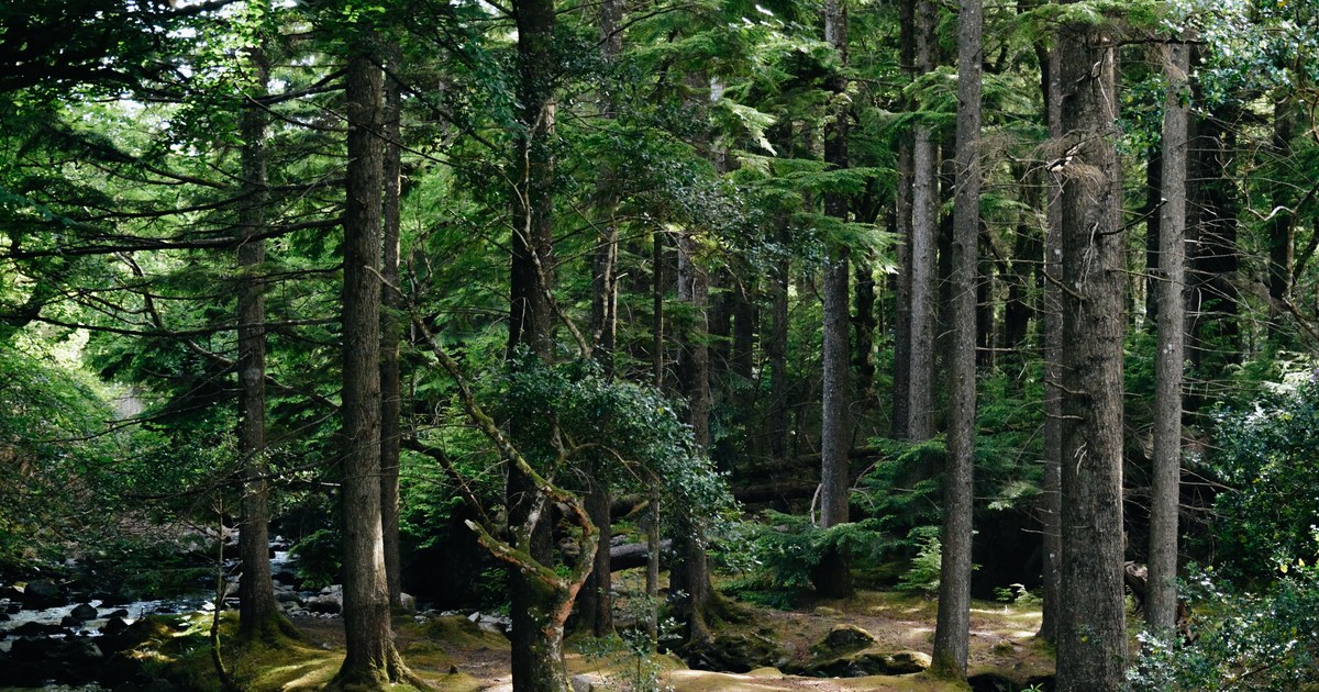 National Parks & Forests