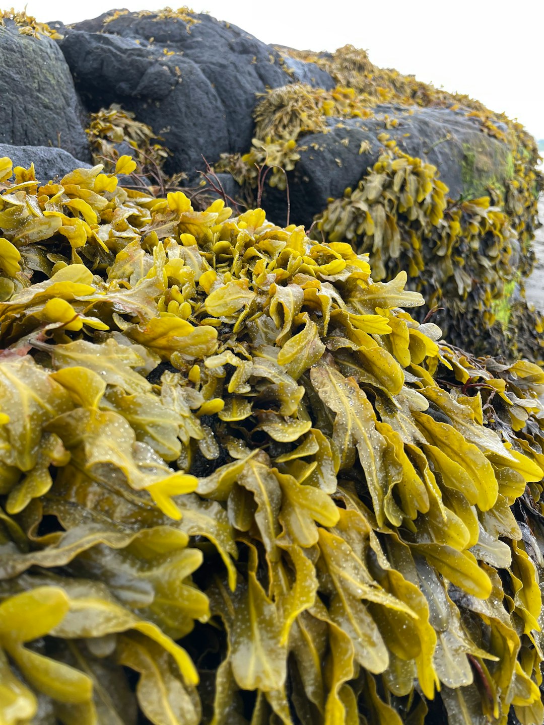 Seaweed Harvesting in Ireland: The Traditional Coastal Food That Survived Centuries
