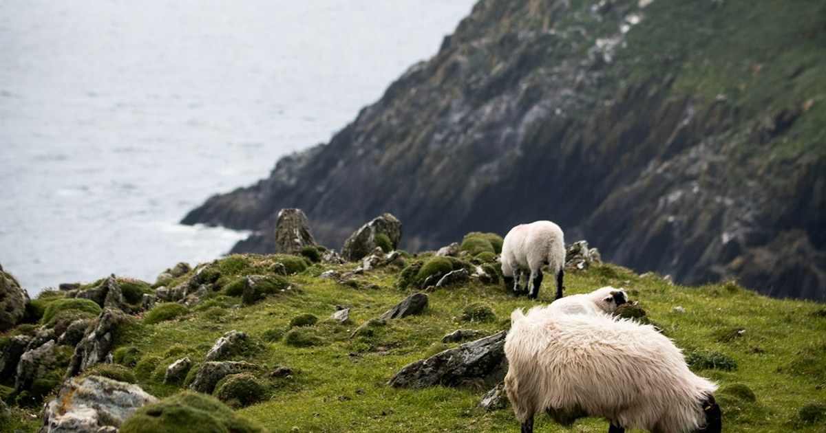 The Animals That Stood Guard