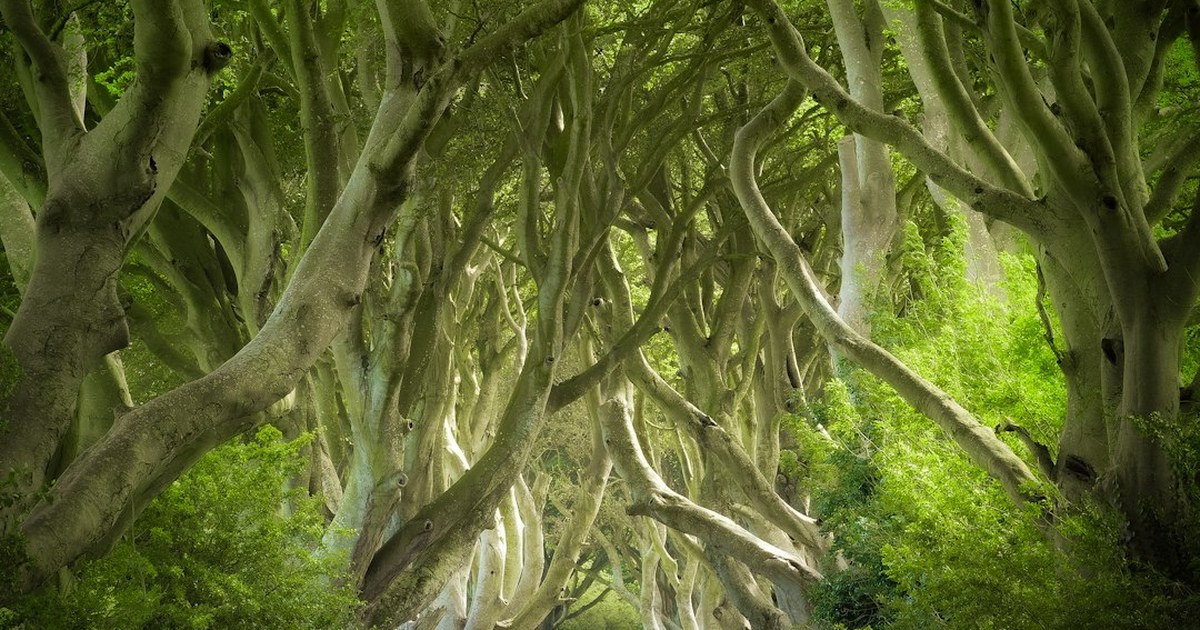 The Dark Hedges, County Antrim: The Grey Lady of the Road