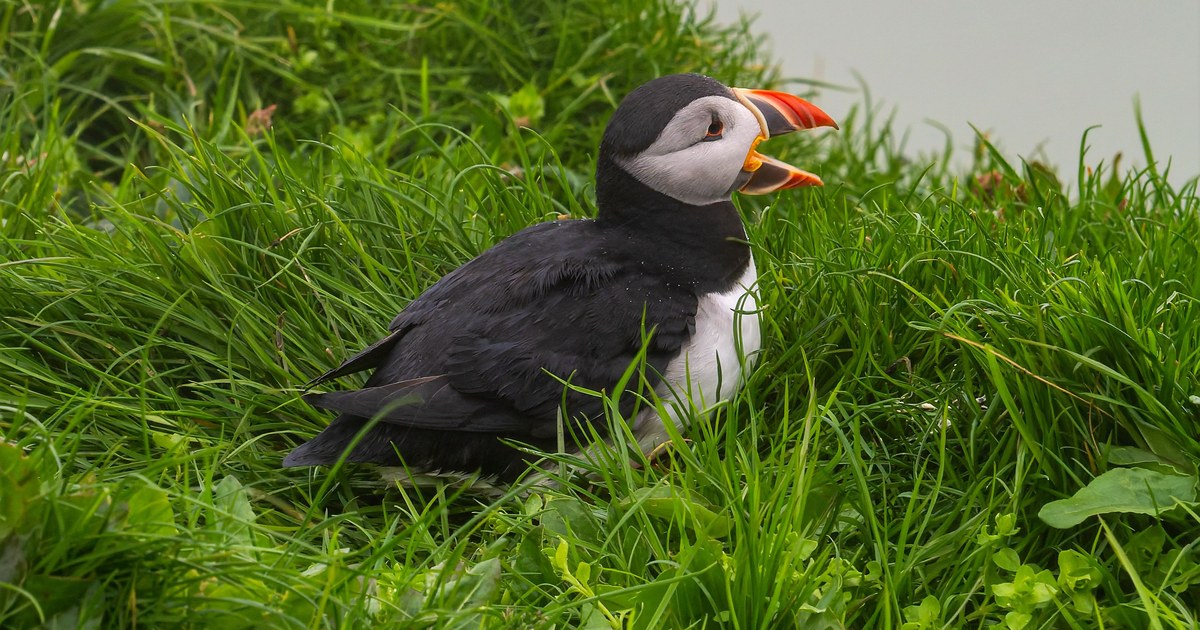 The Saltee Islands: Ireland&rsquo;s Puffin Paradise