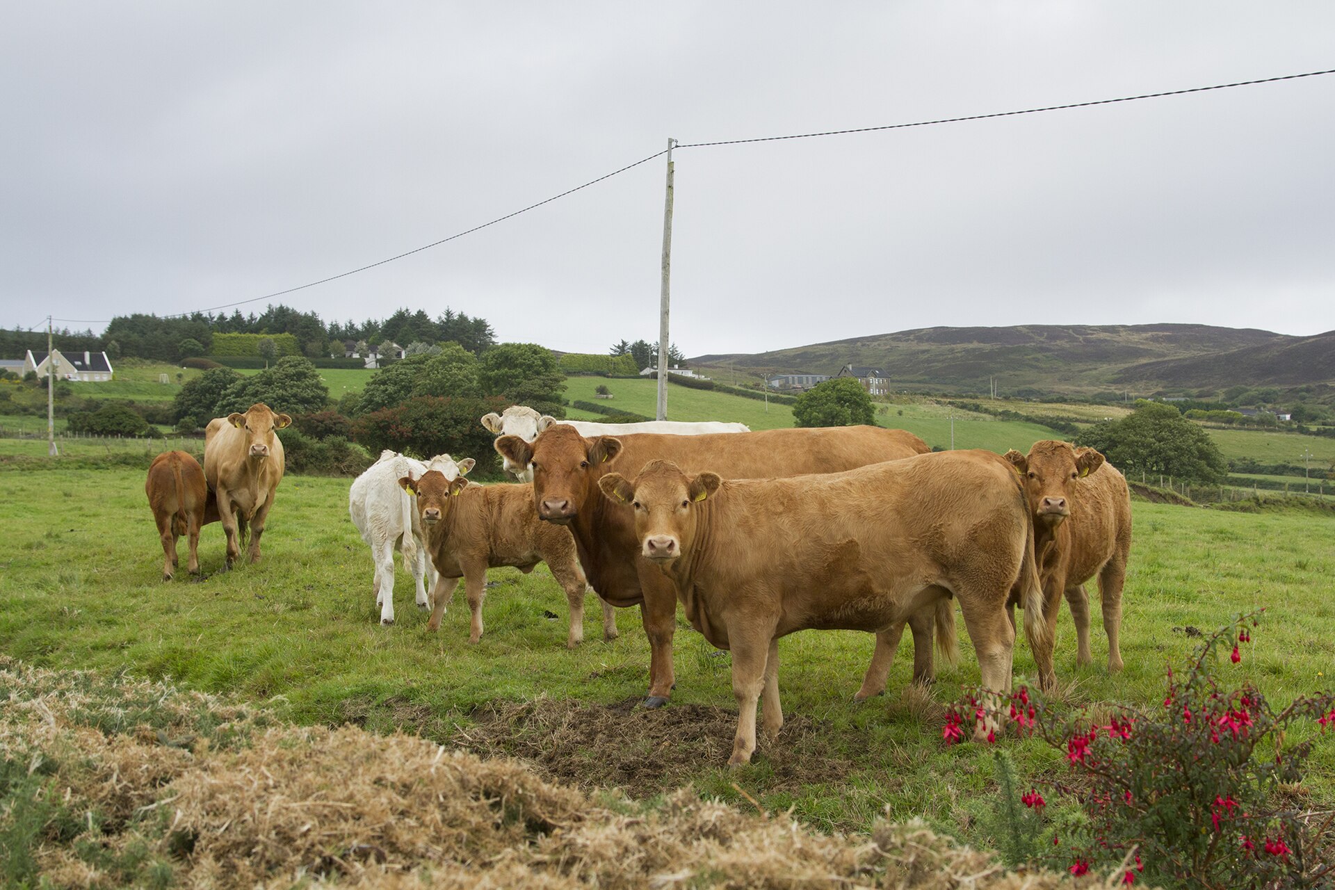 The Story Behind Nuala: Ireland’s Beloved Irish Girl Name