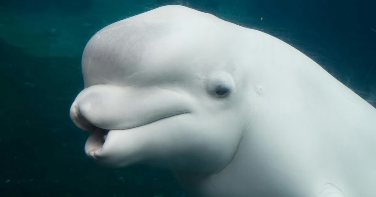 A beluga whale (Delphinapterus leucas), the Arctic species recently spotted off Donegal
