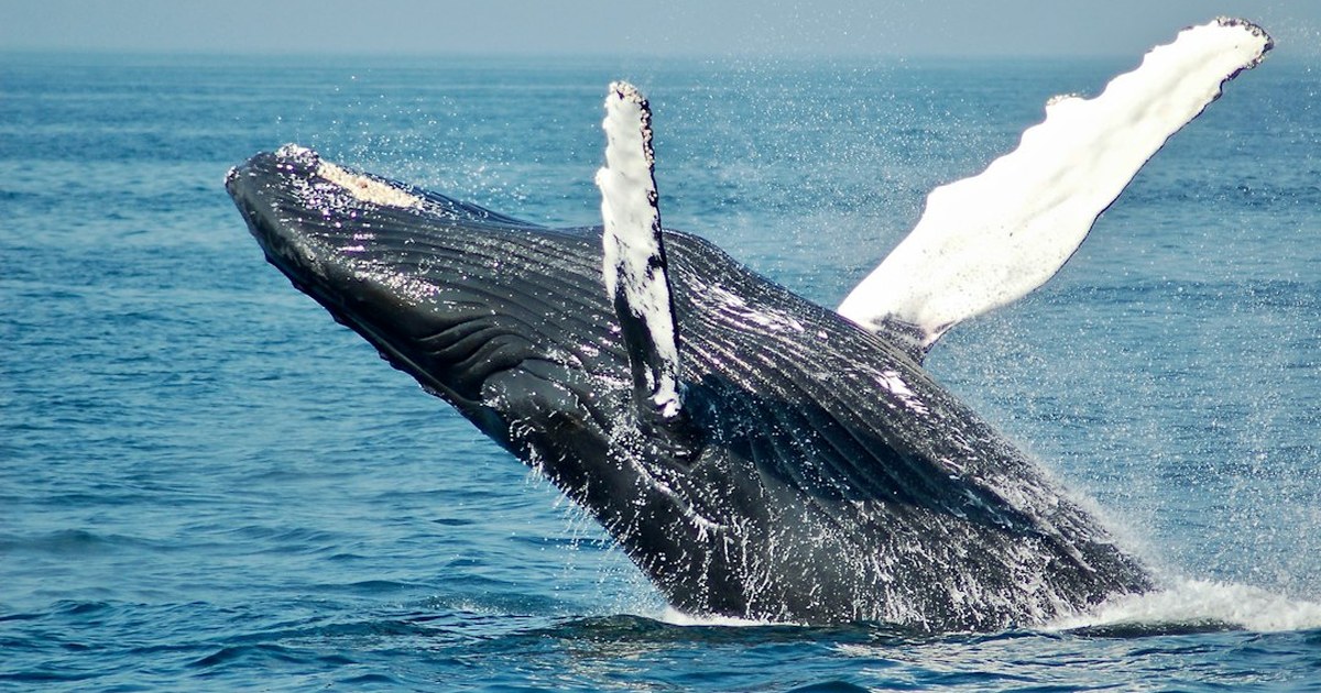 A humpback whale breaching in open blue ocean, its long white pectoral fin raised above the water