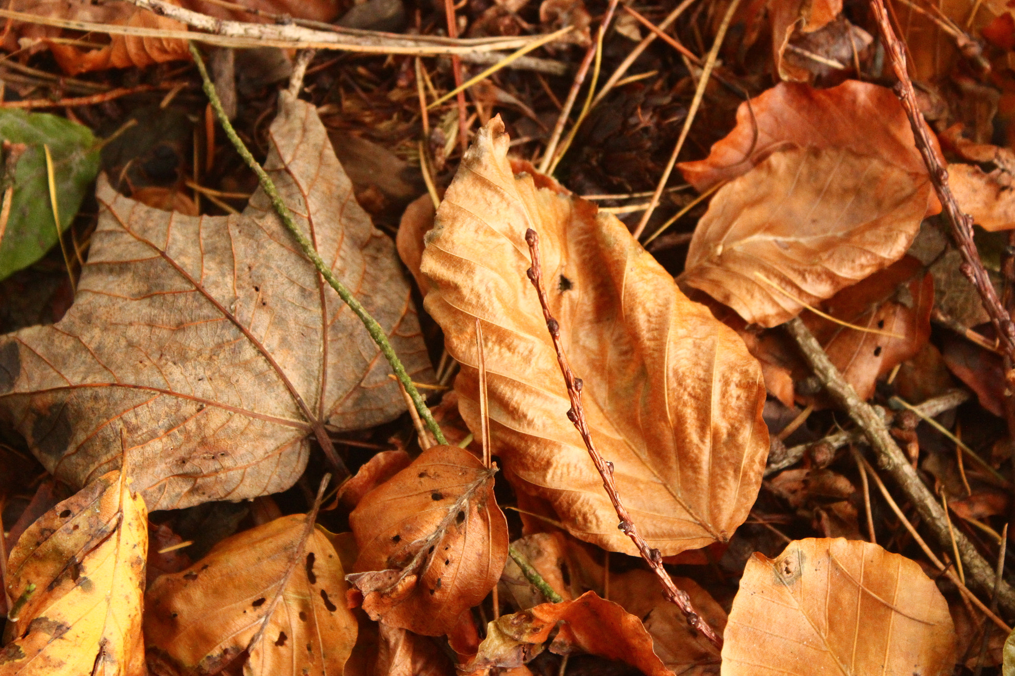 Close-up of warm orange and brown autumn leaves, typical of Ireland's heritage gardens in October